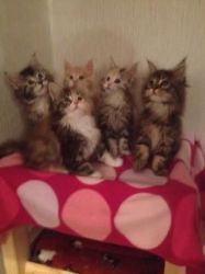 Maine Coon X Kittens Ready For Forever Homes