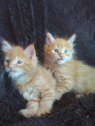 Pure Maine Coon Kittens