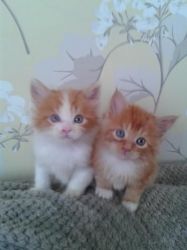 New Pure Maine Coon Male Kittens