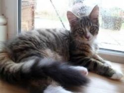 Maine coon Brown Tabby Male