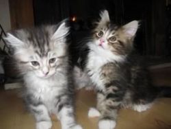 Maine Coon Cats Available