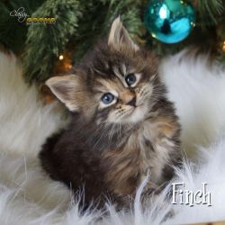 Cfa Registered Maine Coon Kittens - Import Lines