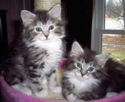Female and Male Maine coon kittens for sale