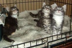 Available Maine Coon Kittens for sale