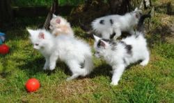 maine coon kittens ready