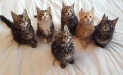 Sunshine Maine Coon kittens