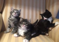 9 weeks Maine Coon Kittens