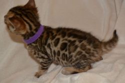 Stunning Rosetted Male And Female Bengal Cats