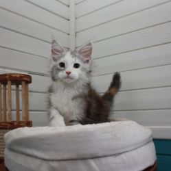 Maine coon kitten with excellent pedigree.