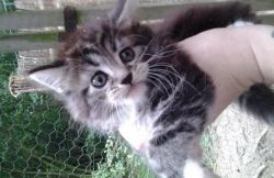 Free Maine Coon Kittens (xxx) xxx-xxx0