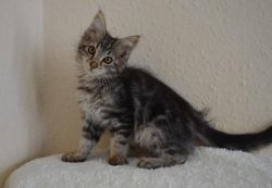 Fully Maine Coon Kittens
