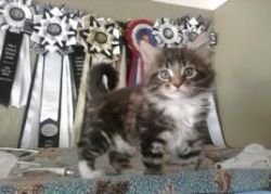 Affordable Maine Coon kittens impressive