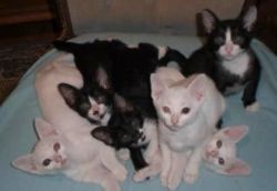 Gorgeous Khao Manee Kittens available Now