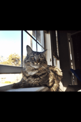 Free Maine Coon