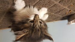 PURBRED MAINE COON KITTENS