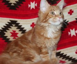maine coon kittens-ready now