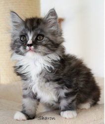 maine coon kittens looking for new homes