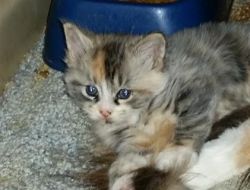 Maine Coon Kittens Available For New Homes.