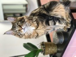 Maine Coon kittens CFA beautiful top lines