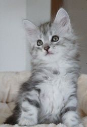maine coon ready to go for new homes
