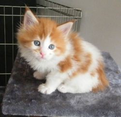 Home Raised Maine Coon kittens for sale.
