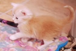 Stunning Maine Coon Kittens.