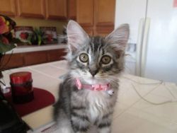 Male maine coon kitten for pet loving home