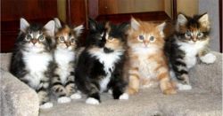 Tica Reg Maine Coon Kittens