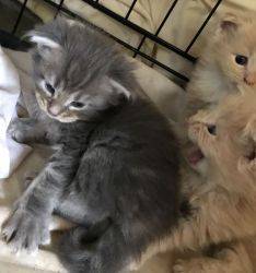 5 Stunning Maine Coon Fluffy Females Kittens