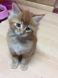 Two Caring Maine Coon Kitten Left! 10 weeks old :)