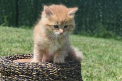 Ginger Maine Coons Mix Kittens