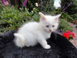 Gccf Registered Maine Coon Kittens
