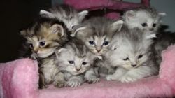 Stunning Maine Coon X Chinchilla Persian Kittens