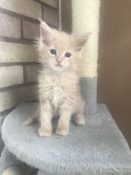 Pretty Maine Coon Kitten