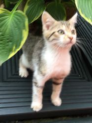 Maine Coon Cross Bengal Kittens for sale