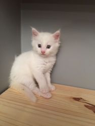 Gorgeous Maine Coon Kitten for sale