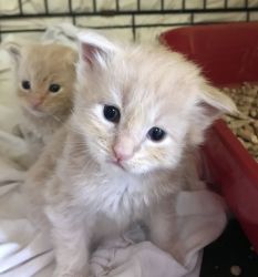 PureBred Maine coon Kitten For Sale