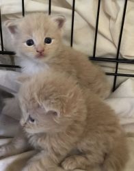 Healthy Maine Coon kittens for caring homes