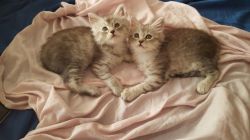 Gorgeous maine Coon Kittens!