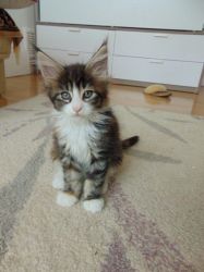 Maine coon mix kittens for rehoming