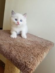 Sweet Maine Coon Kittens for adoption