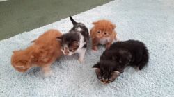 Beautiful 3/4 Maine Coon Kittens