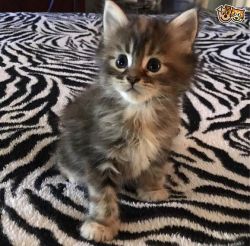 Charming Maine Coon Kittens for sale