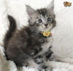 Magnificent Maine Coon Kittens for sale