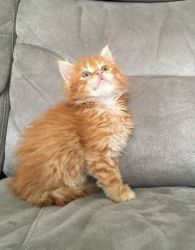 resilient M/F Maine Coon Kittens ready now for any good home