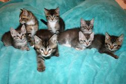 cfa registered maine coon kittens