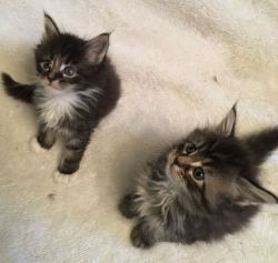 Stunning Litter Of Silver Maine Coon Kittens