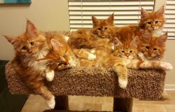 Maine coon kitten for rehoming