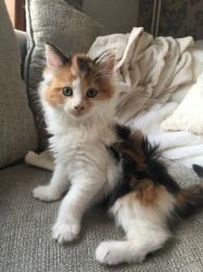 adorable Maine-coon-kittens Ready to leave Now!