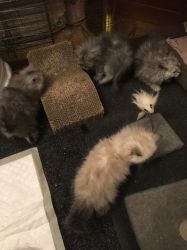 Gorgeous Maine Coon Kittens for sale